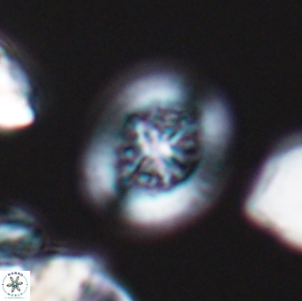 Heterorhabdus actinosus 9293