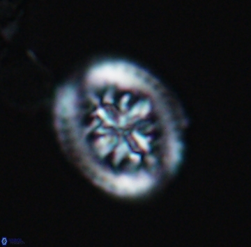 Heterorhabdus actinosus 9926