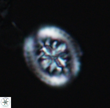 Retecapsa actinosa 9926