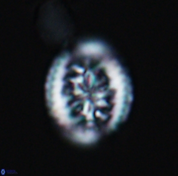 Heterorhabdus actinosus 9928