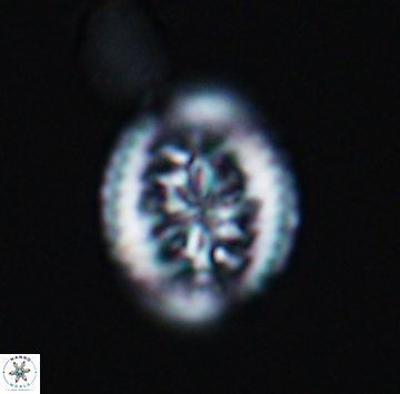 Heterorhabdus actinosus 9928