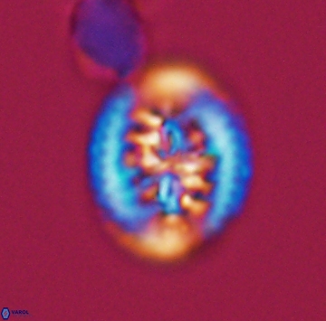 Heterorhabdus actinosus 9929