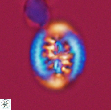 Heterorhabdus actinosus 9929