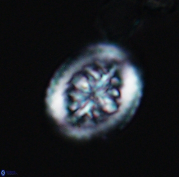 Heterorhabdus actinosus 9930