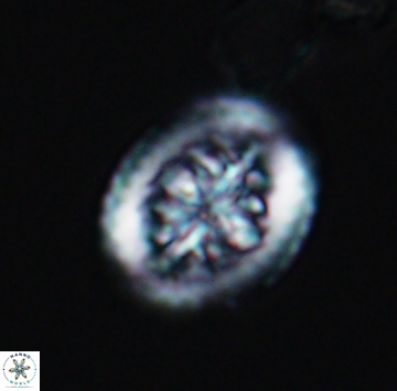 Heterorhabdus actinosus 9930