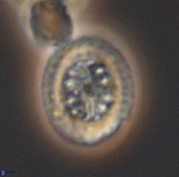 Heterorhabdus actinosus 9932