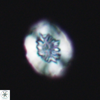 Heterorhabdus actinosus 11509