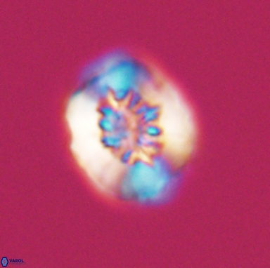 Heterorhabdus actinosus 11510