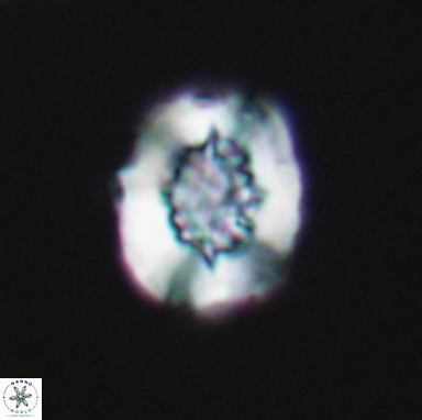 Heterorhabdus actinosus 11511