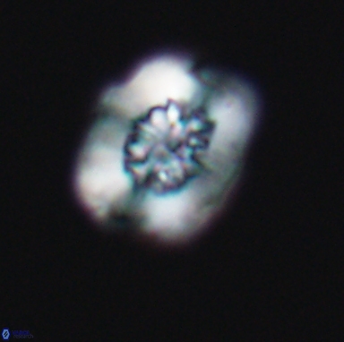 Heterorhabdus actinosus 11513