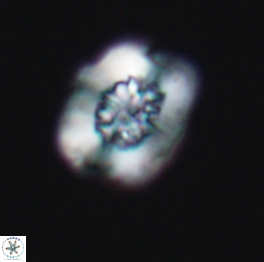 Heterorhabdus actinosus 11513