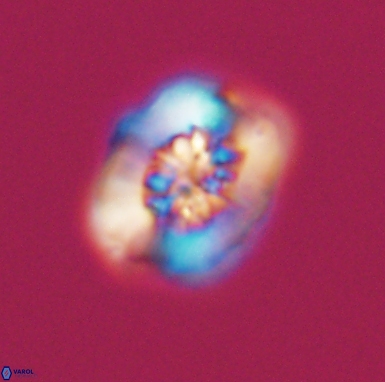 Heterorhabdus actinosus 11514