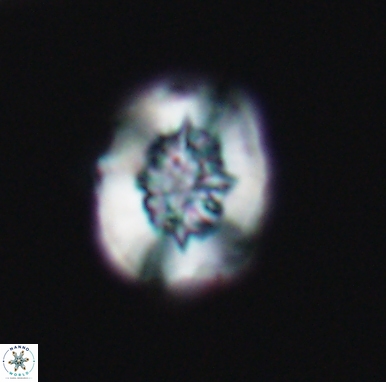 Heterorhabdus actinosus 11515