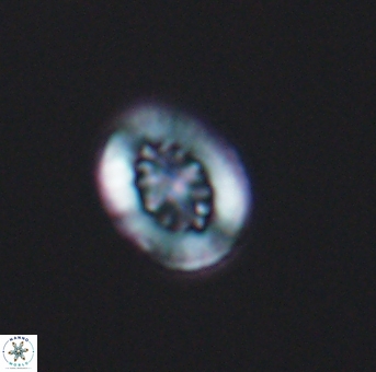 Heterorhabdus actinosus 11754
