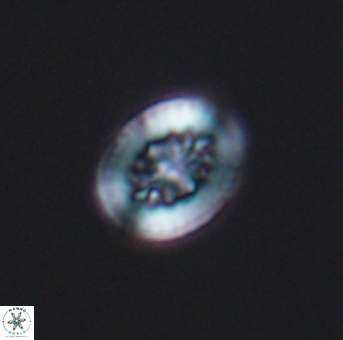 Heterorhabdus actinosus 11755