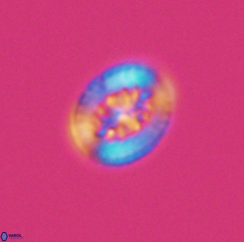 Heterorhabdus actinosus 11756