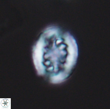 Heterorhabdus actinosus 12240