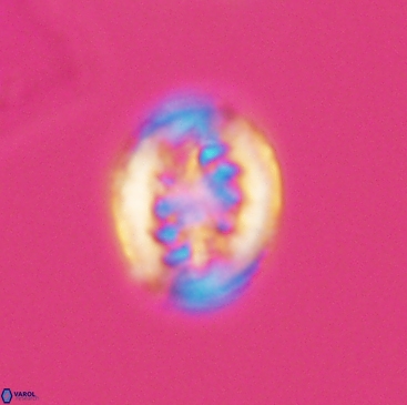 Heterorhabdus actinosus 12241