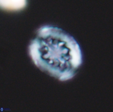 Heterorhabdus actinosus 12242