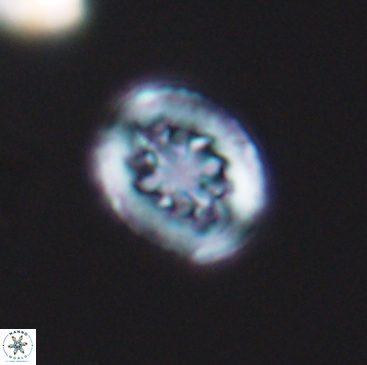Heterorhabdus actinosus 12242