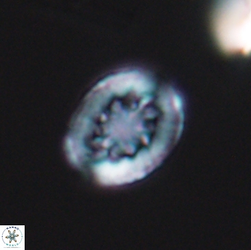 Heterorhabdus actinosus 12244
