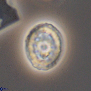 Heterorhabdus actinosus 12239