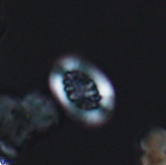 Heterorhabdus actinosus 13110