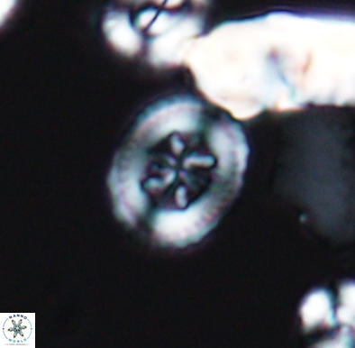 Heterorhabdus angustiforatus 11589