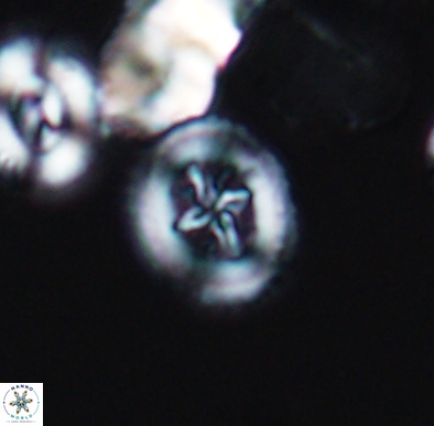 Heterorhabdus angustiforatus 11583