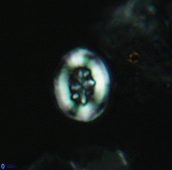 Heterorhabdus angustiforatus 3568