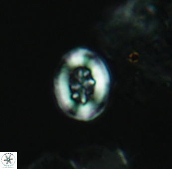 Heterorhabdus angustiforatus 3568