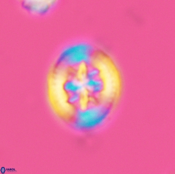 Heterorhabdus angustiforatus 3683