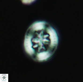 Heterorhabdus angustiforatus 3684