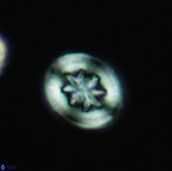 Heterorhabdus angustiforatus 3686