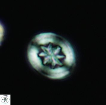 Retecapsa angustiforata 3686