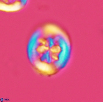 Heterorhabdus angustiforatus 3697