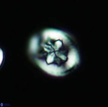 Heterorhabdus angustiforatus 3698