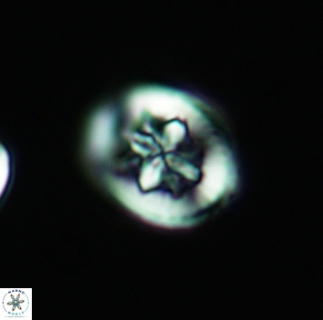 Heterorhabdus angustiforatus 3698