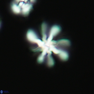 Heterorhabdus angustiforatus 3763