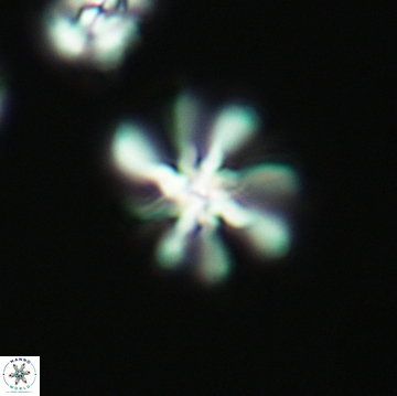Heterorhabdus angustiforatus 3763