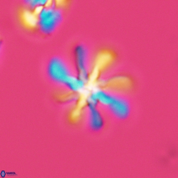 Heterorhabdus angustiforatus 3764