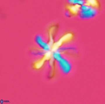 Heterorhabdus angustiforatus 3765