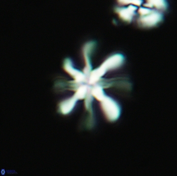 Heterorhabdus angustiforatus 3766