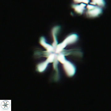 Heterorhabdus angustiforatus 3766