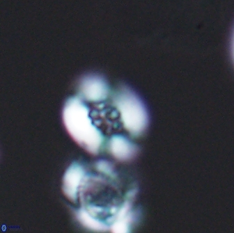 Heterorhabdus ficula 8705