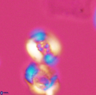 Heterorhabdus ficula 8706