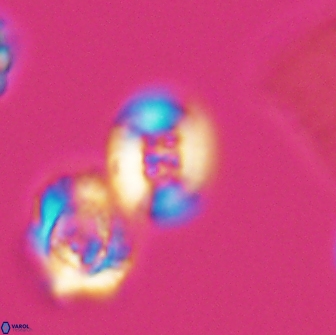 Heterorhabdus ficula 8708