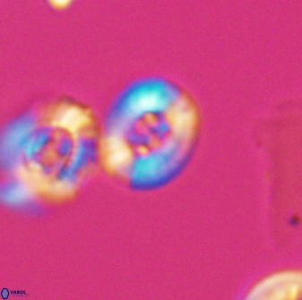 Heterorhabdus ficula 8709