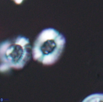 Heterorhabdus ficula 8710