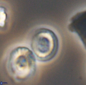 Heterorhabdus ficula 8713